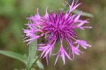 Gtr Knapweed